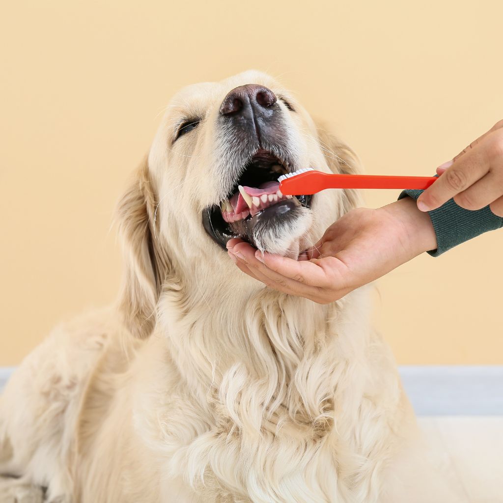 Koiran hampaidenpesu